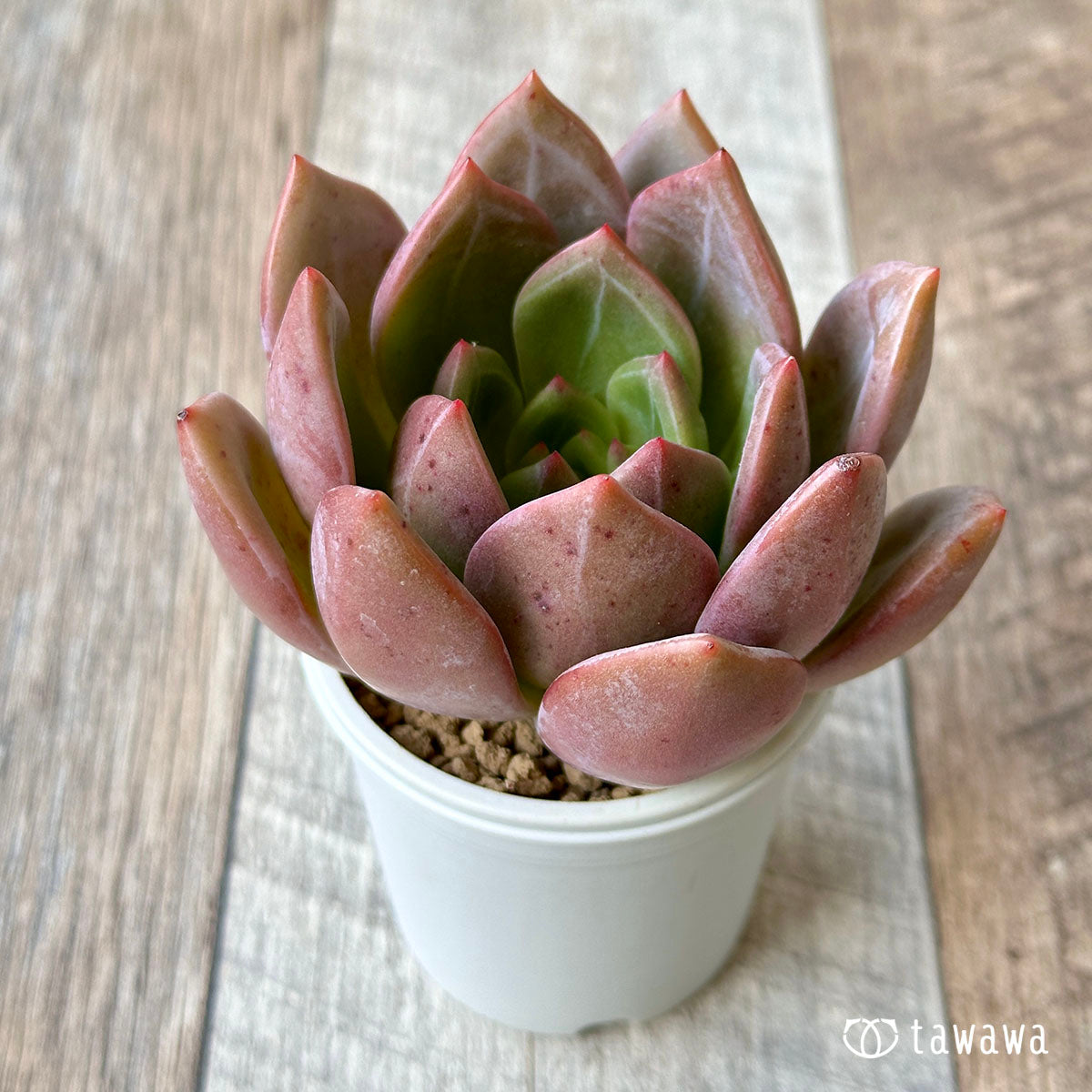 Romeo (Red Ebony)