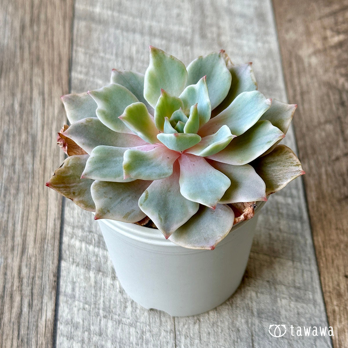 ウェブアウトレットア 多肉植物 シルバークィーン錦♡抜き苗 