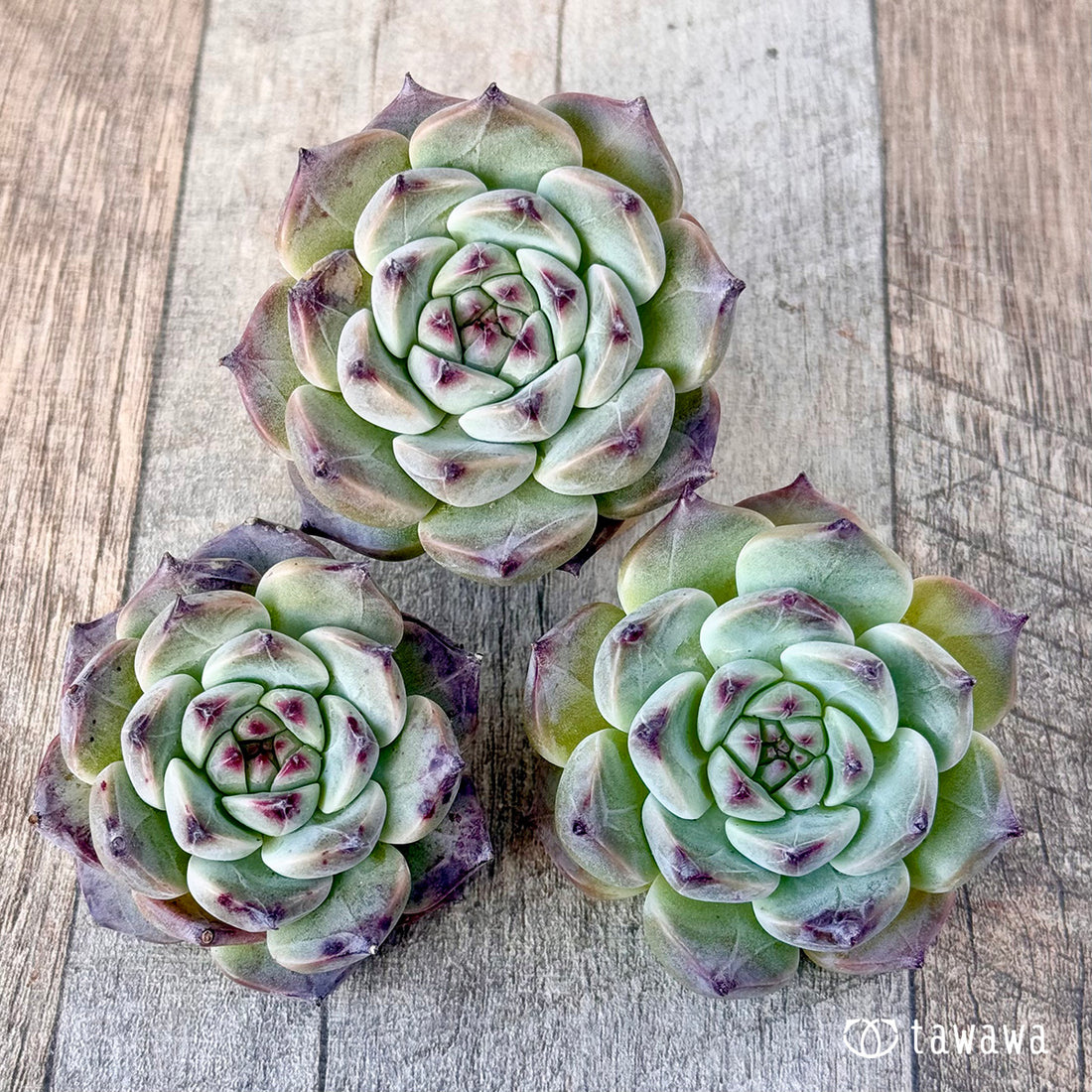 New Arrivals: Ice Green