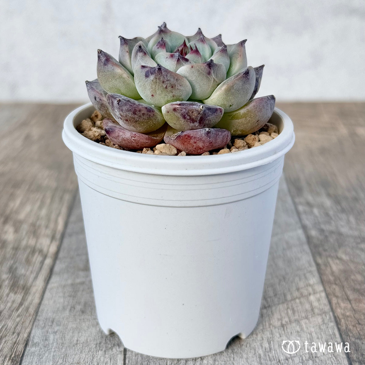 New Arrivals: Ice Green