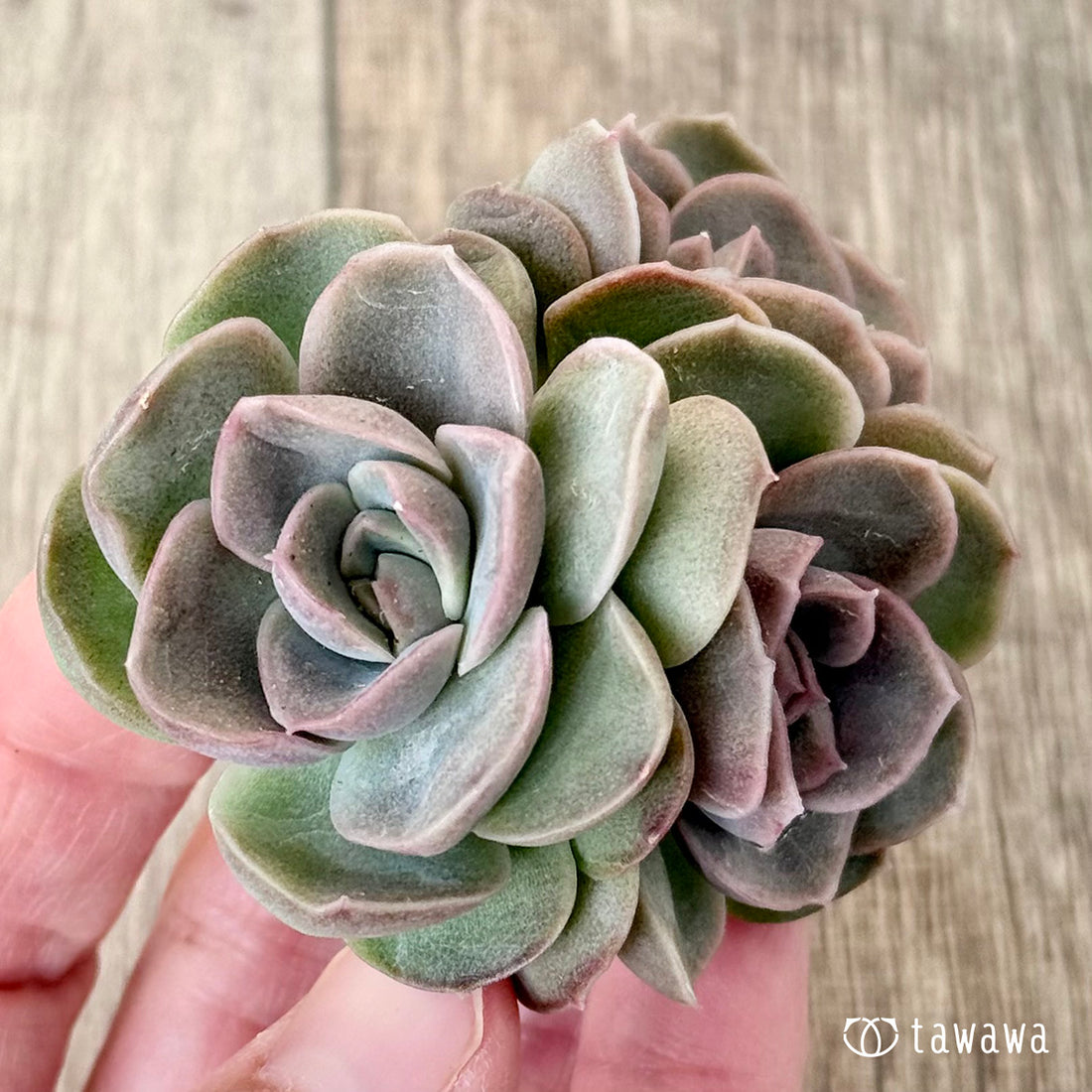 ＊新入荷＊　ミミローズ