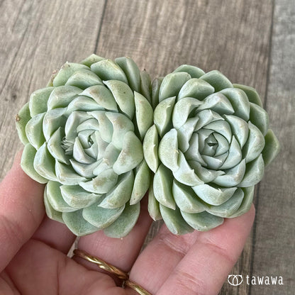 ＊新入荷＊　ヒューミリス《双頭》