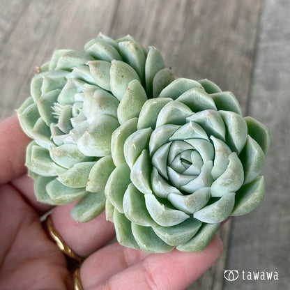 ＊新入荷＊　ヒューミリス《双頭》