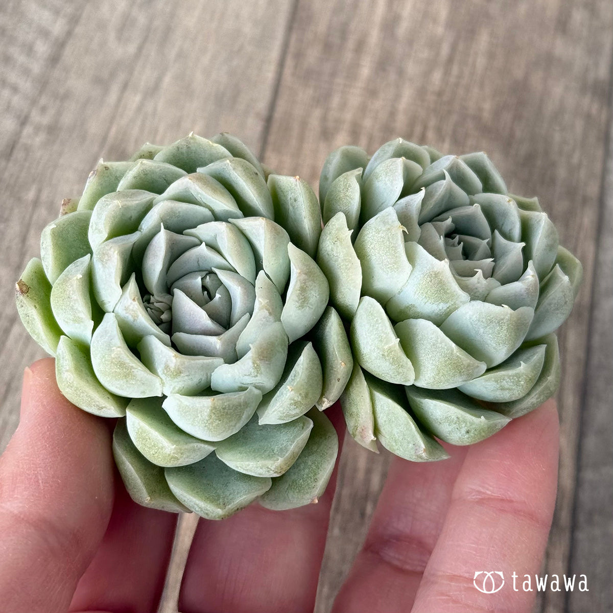 ＊新入荷＊　ヒューミリス《双頭》