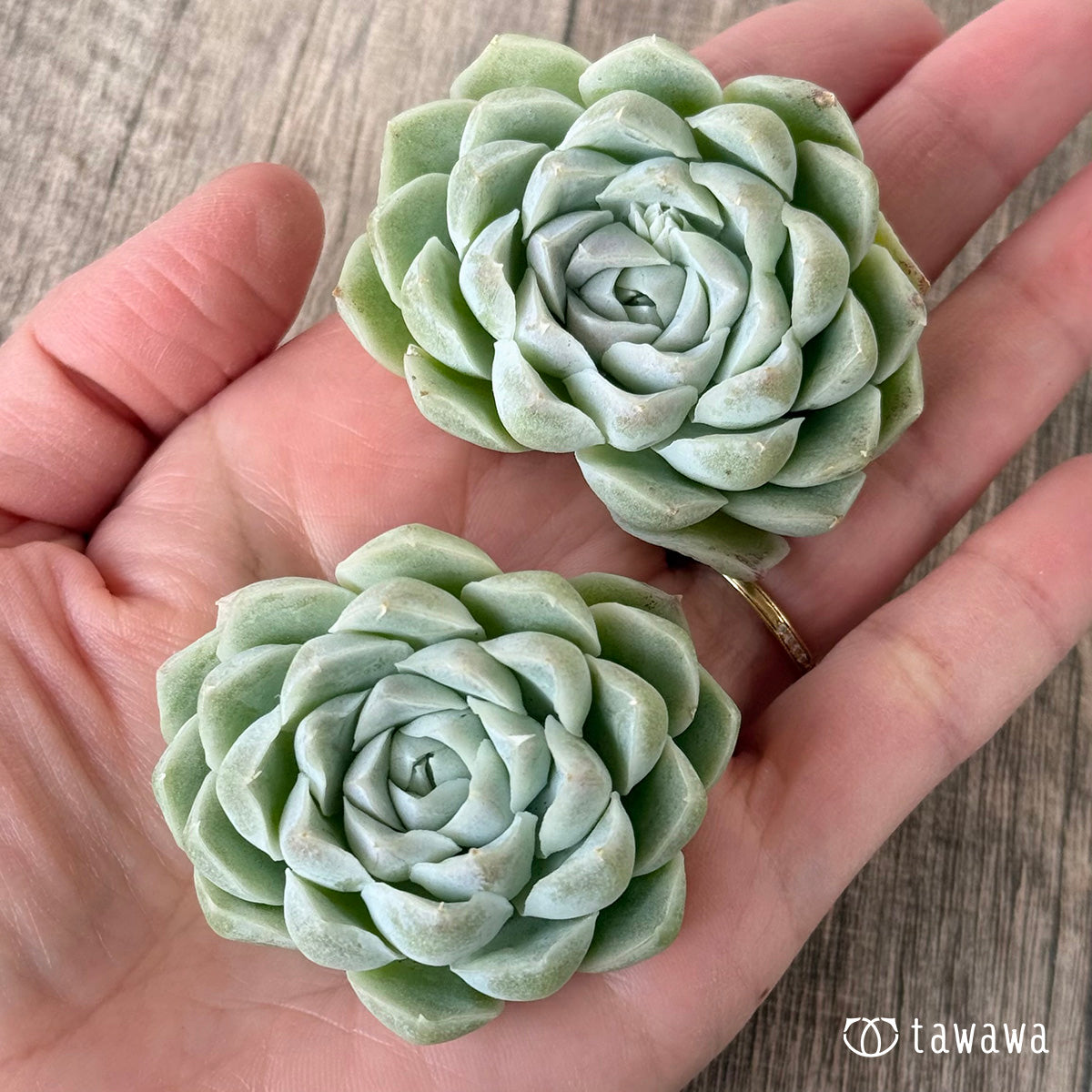 ＊新入荷＊　ヒューミリス《双頭》