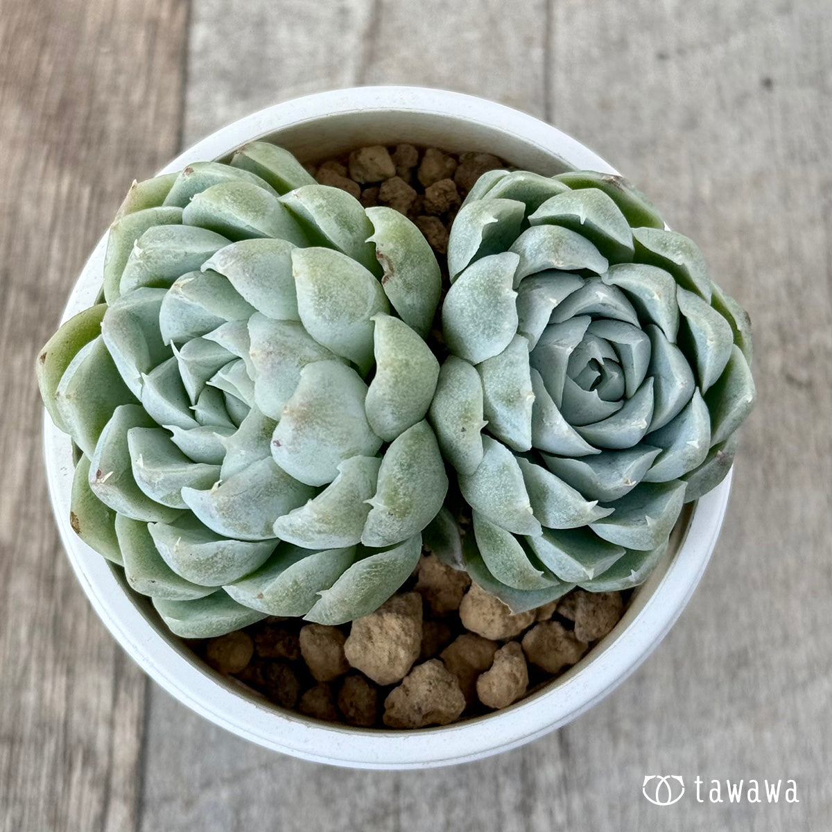 ＊新入荷＊　ヒューミリス《双頭》