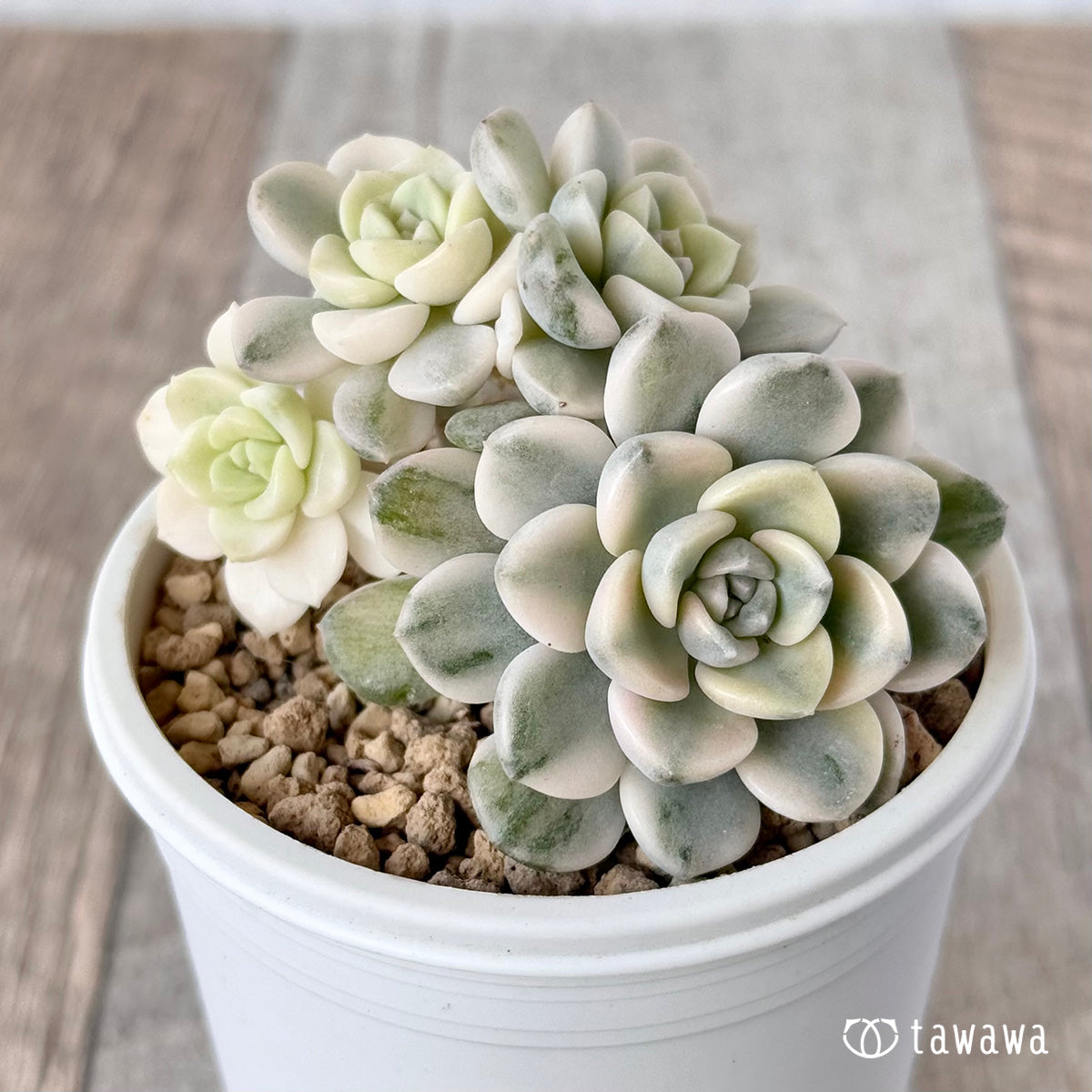 韓国苗　100苗セット　カット苗　【メルカリ便発送】多肉植物　詰め合わせ 68 多肉植物 多肉弁当 詰め合わせ 寄せ植え セット カット苗 韓国苗