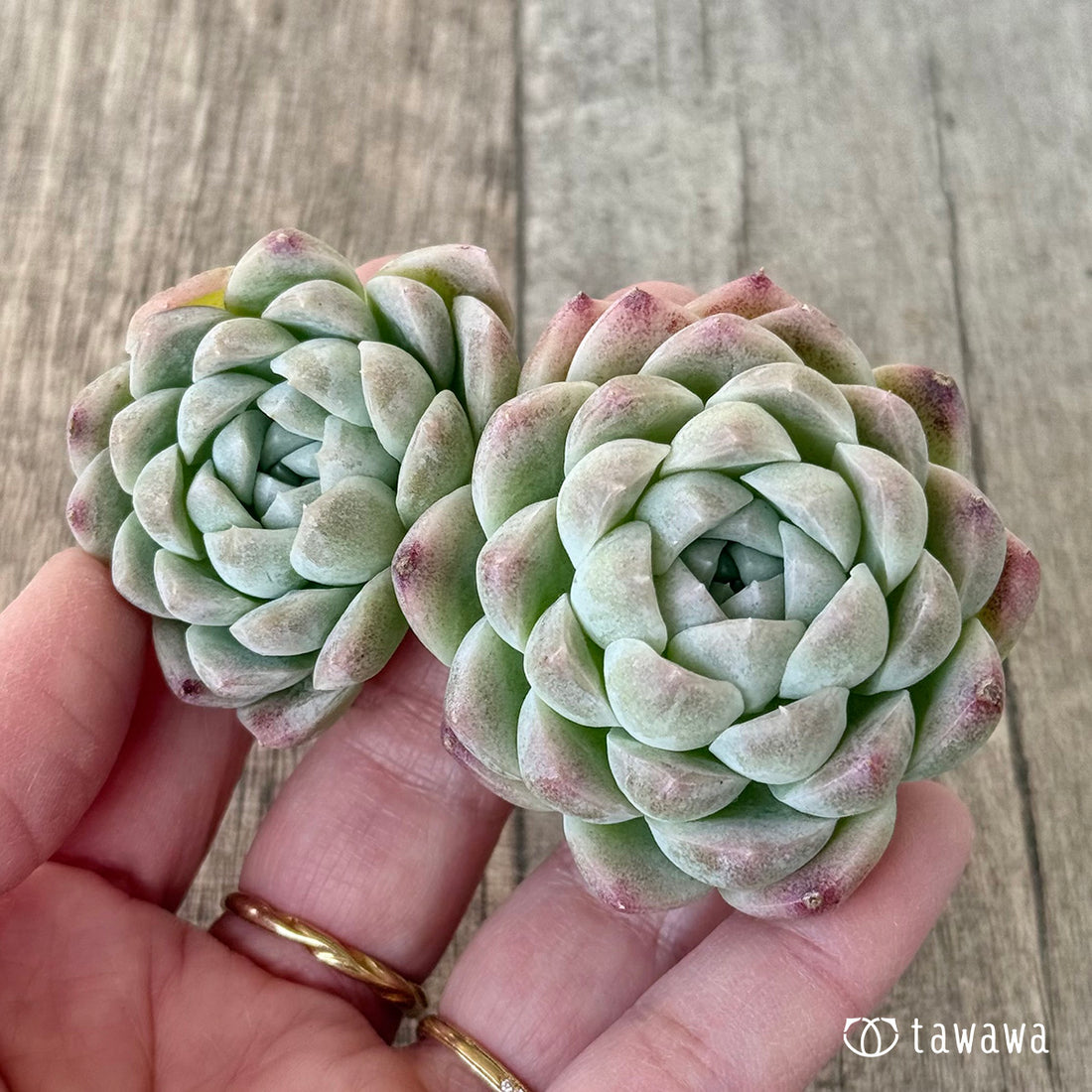 Milk Smoothie, Two-Headed