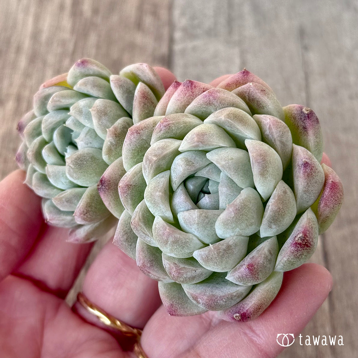 ＊新入荷＊　ミルクスムージー《双頭》