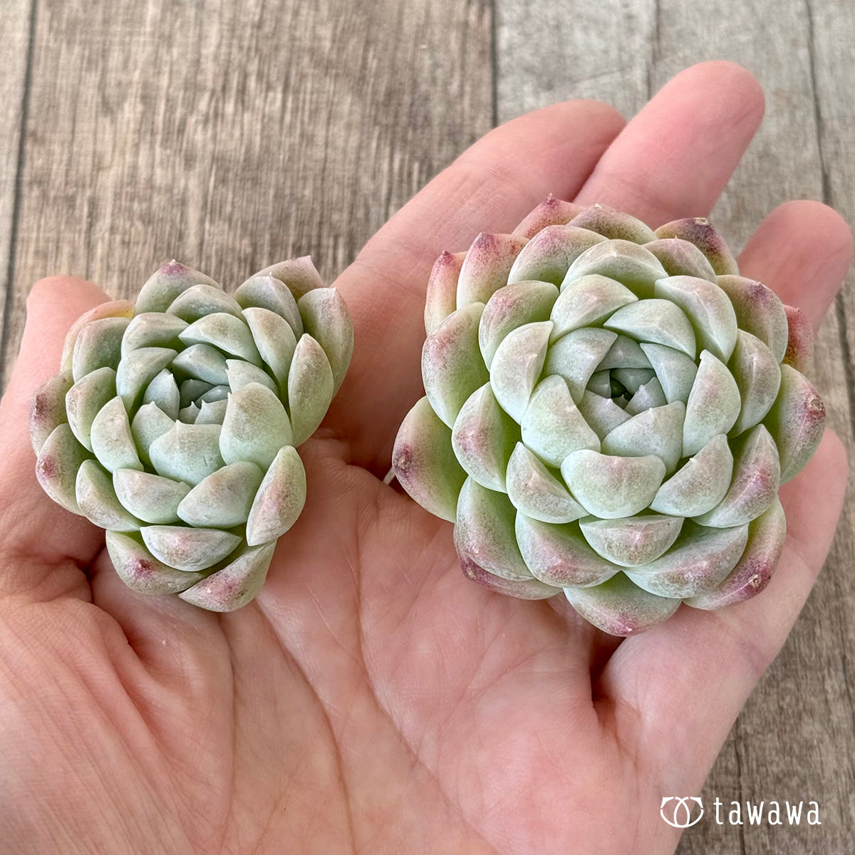 ＊新入荷＊　ミルクスムージー《双頭》