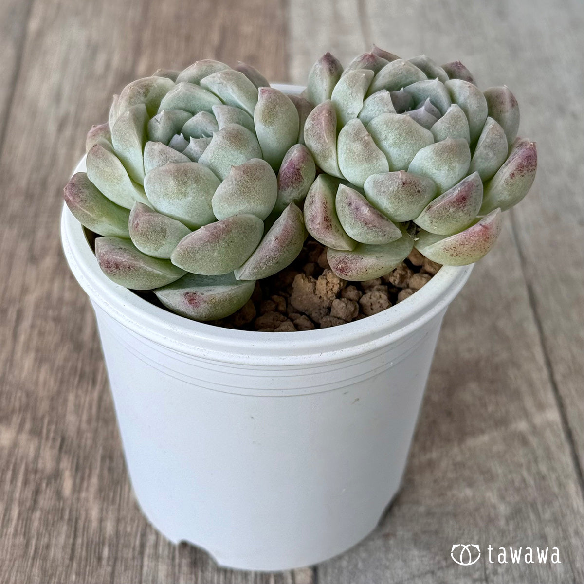 ＊新入荷＊　ミルクスムージー《双頭》