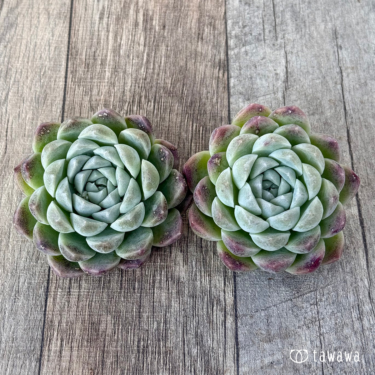 ＊新入荷＊　ミルクスムージー《単頭》