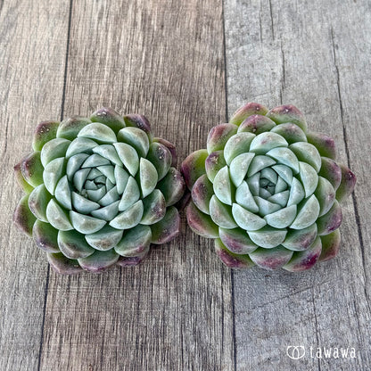 ＊新入荷＊　ミルクスムージー《単頭》