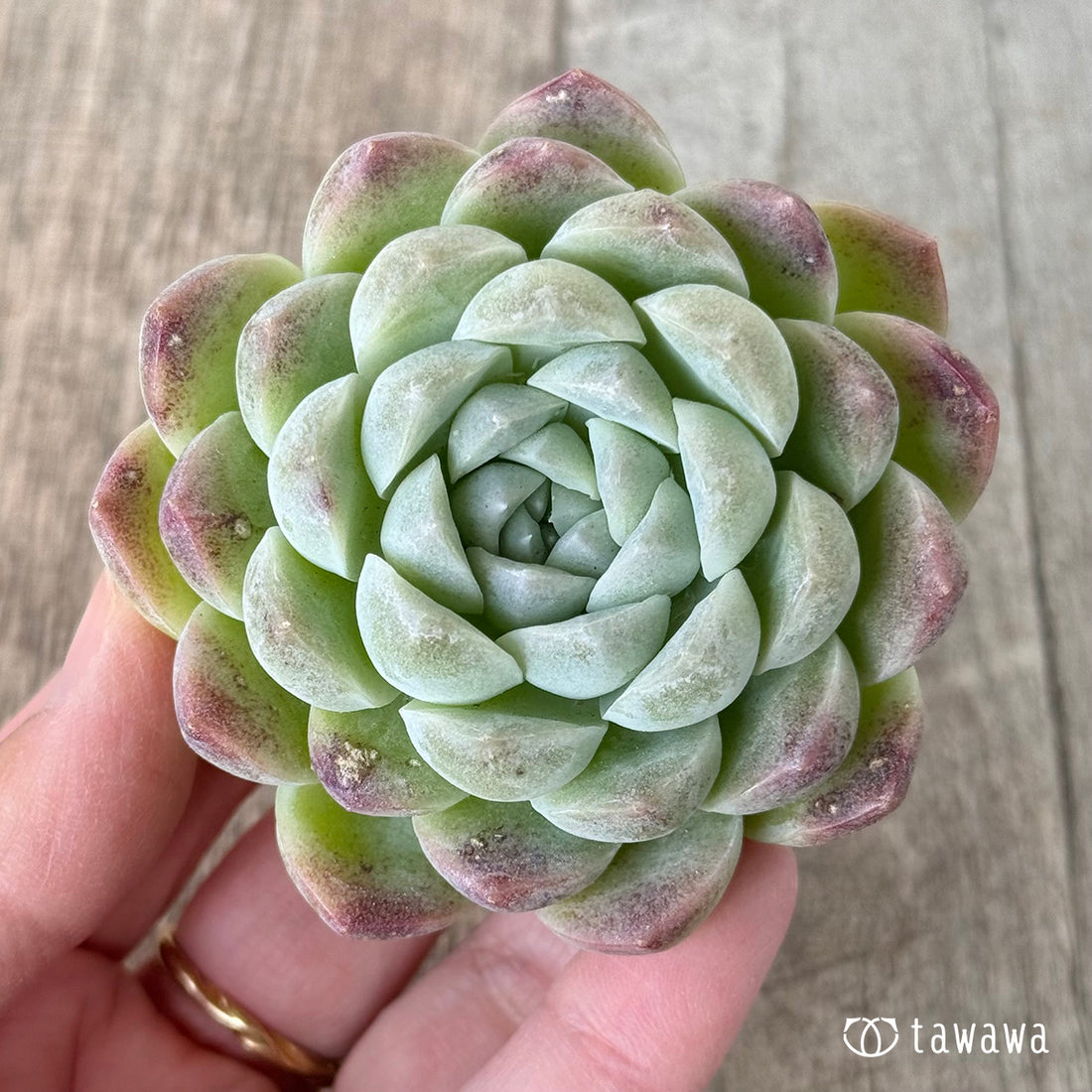 ＊新入荷＊　ミルクスムージー《単頭》