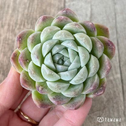 ＊新入荷＊　ミルクスムージー《単頭》