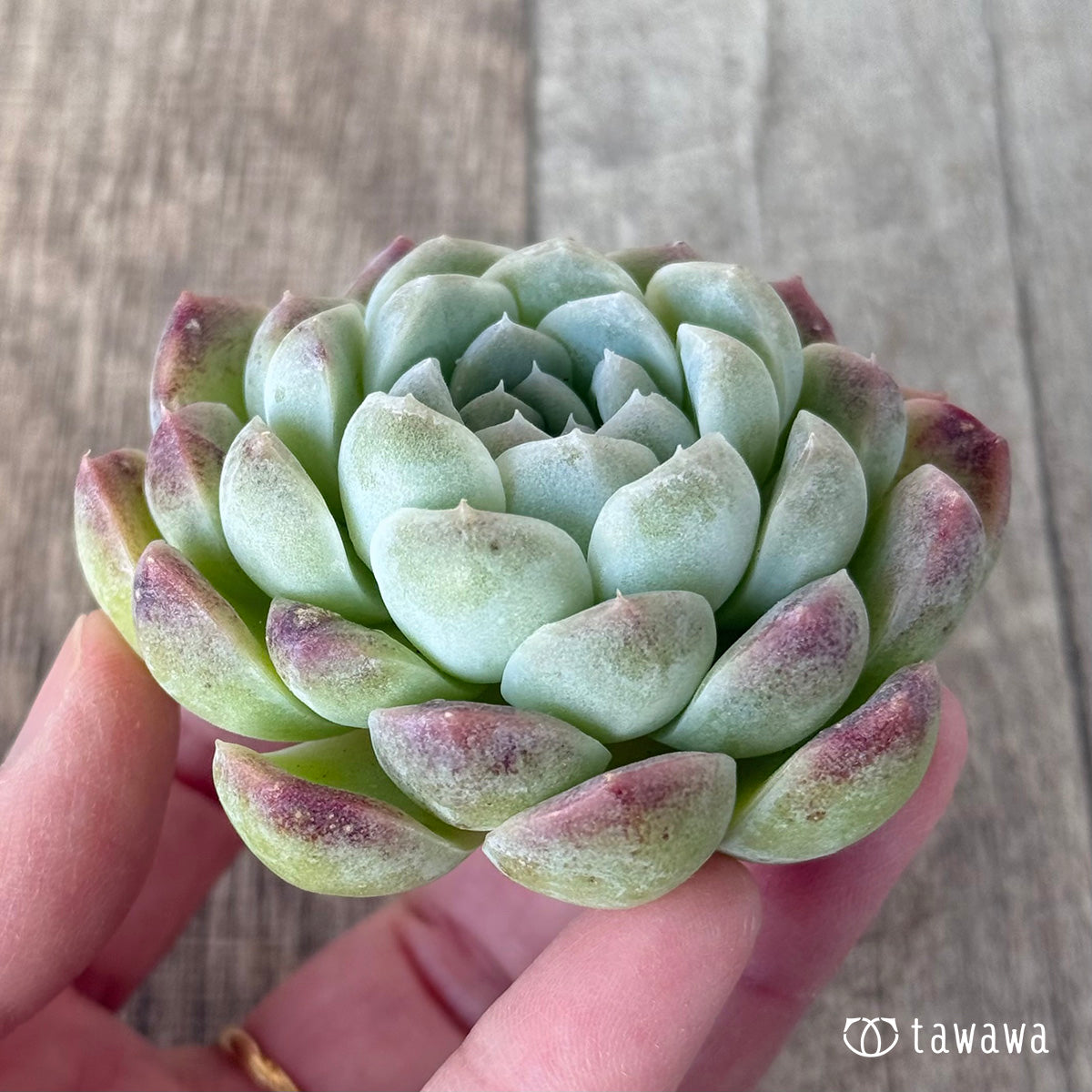 ＊新入荷＊　ミルクスムージー《単頭》