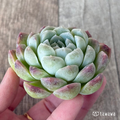 ＊新入荷＊　ミルクスムージー《単頭》