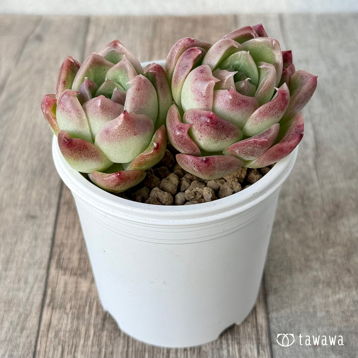 New Arrival* Cubic Frost