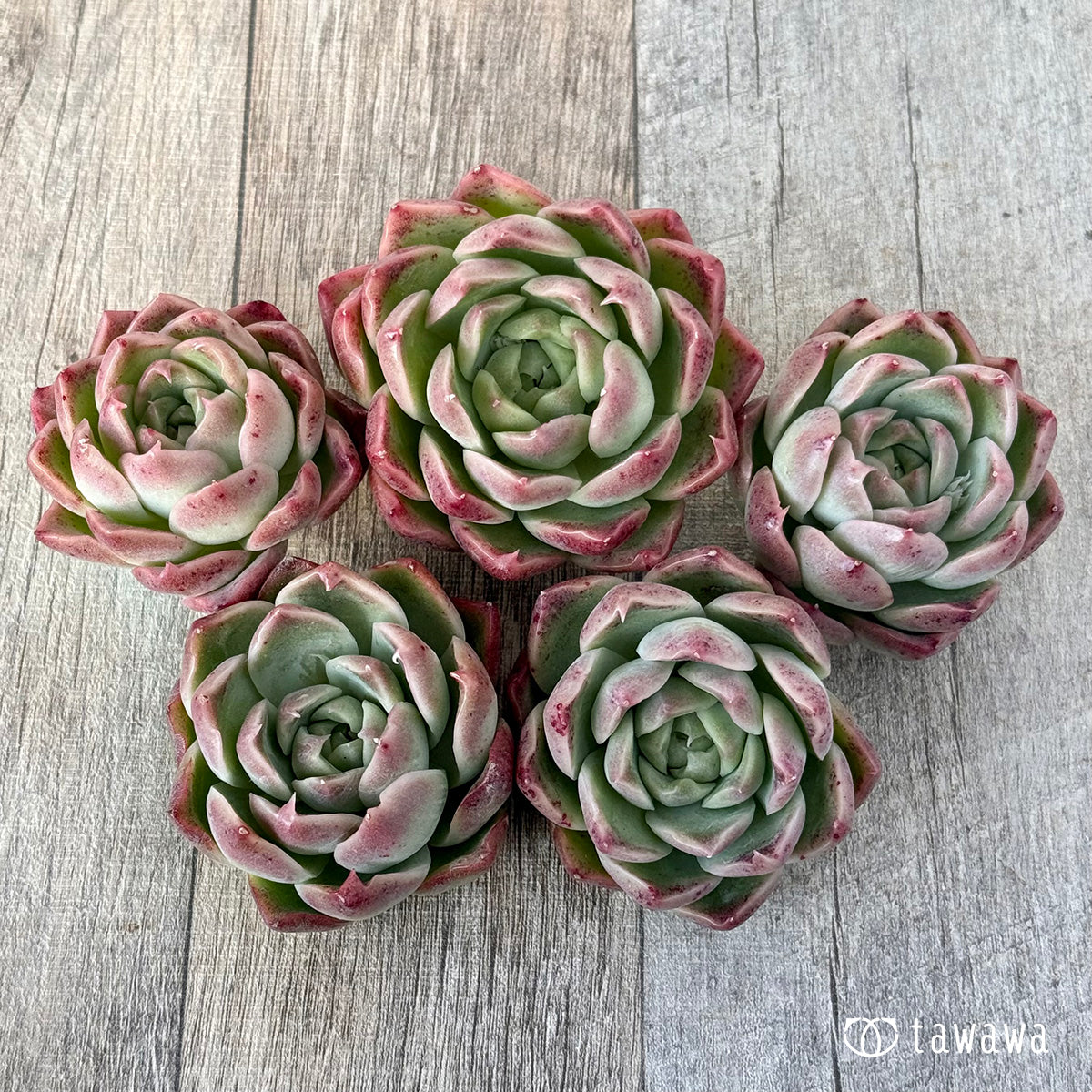 New Arrival* Cubic Frost