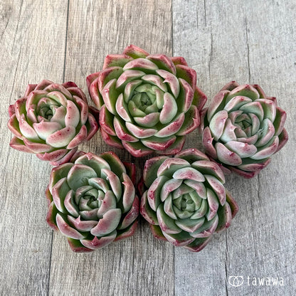 New Arrival* Cubic Frost