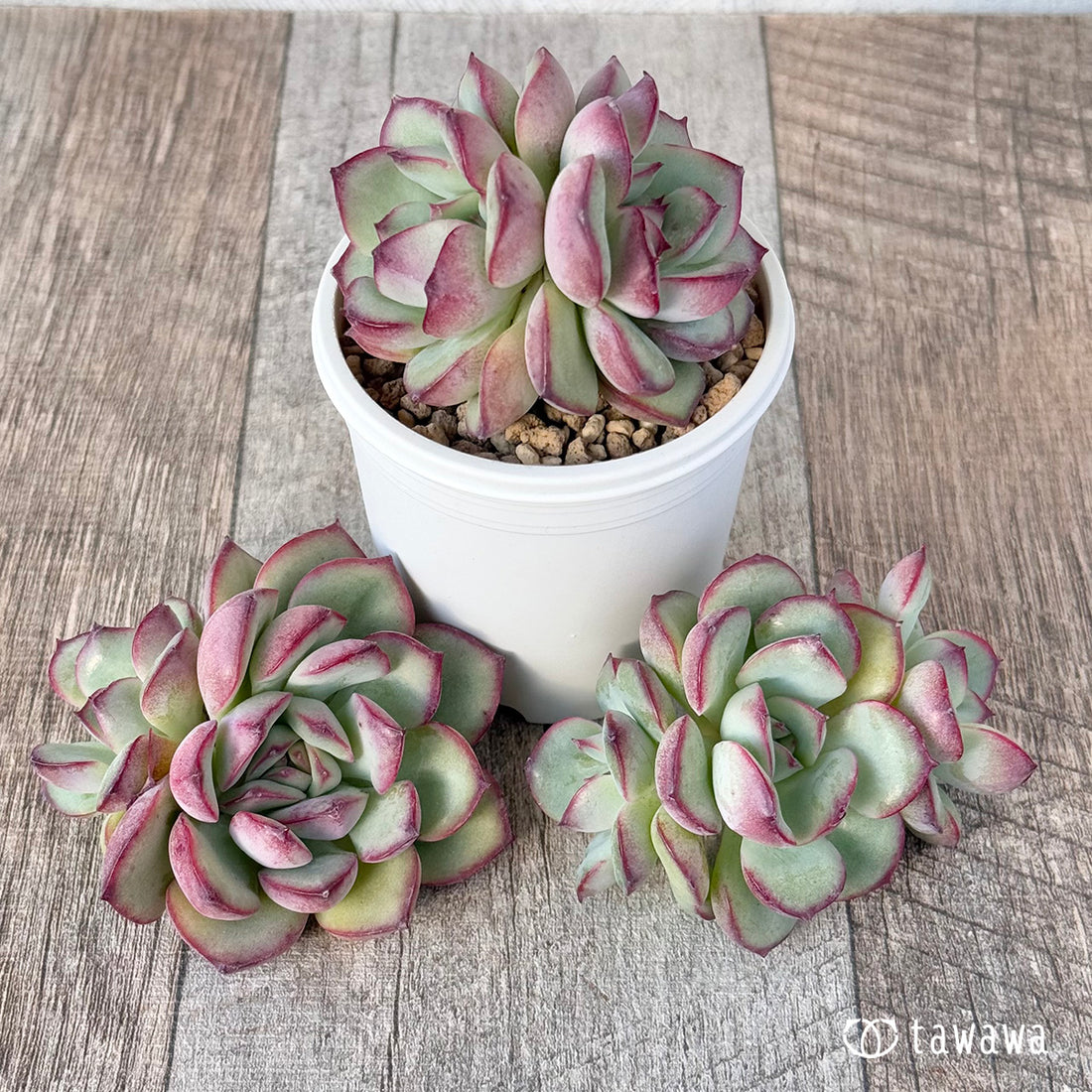 New Arrivals: Ice Green