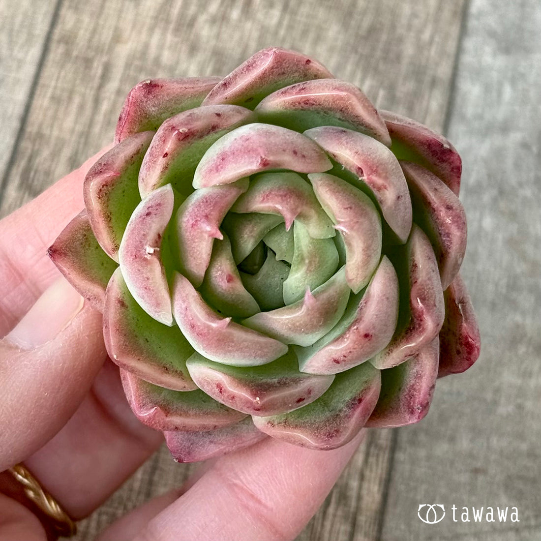 New Arrival* Cubic Frost