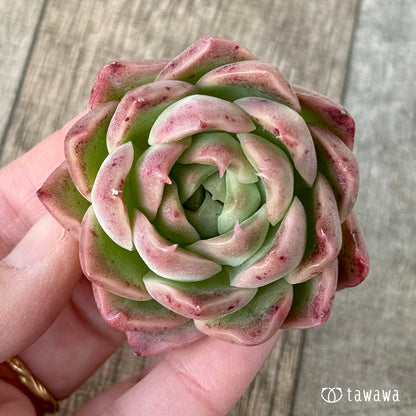 New Arrival* Cubic Frost