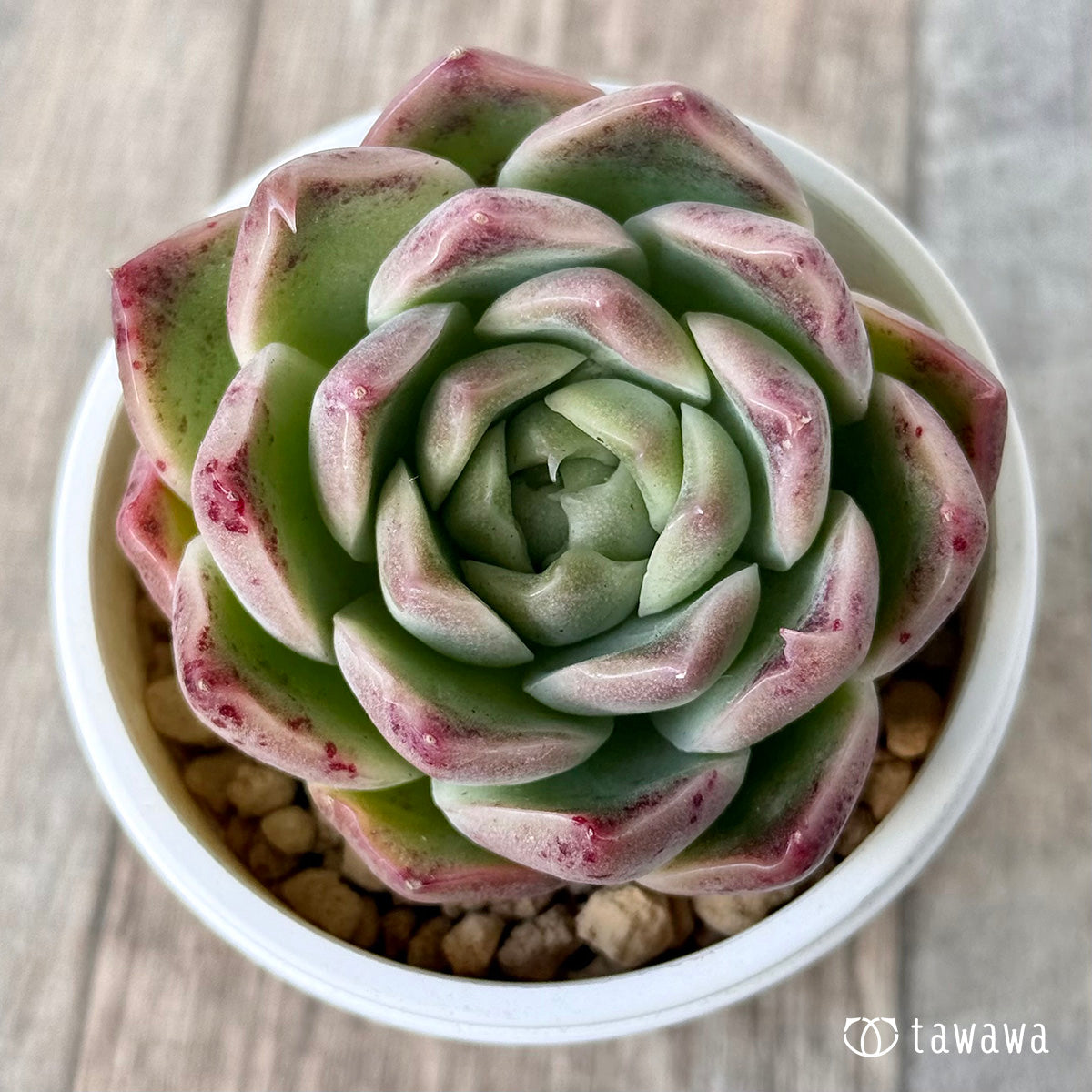 New Arrival* Cubic Frost