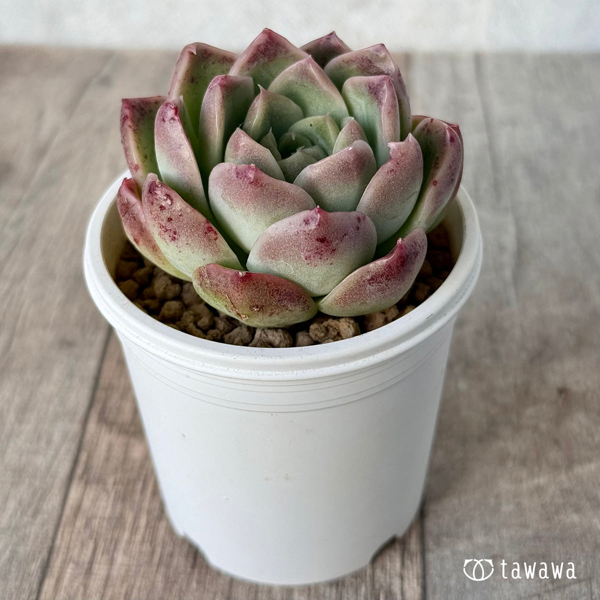 New Arrival* Cubic Frost