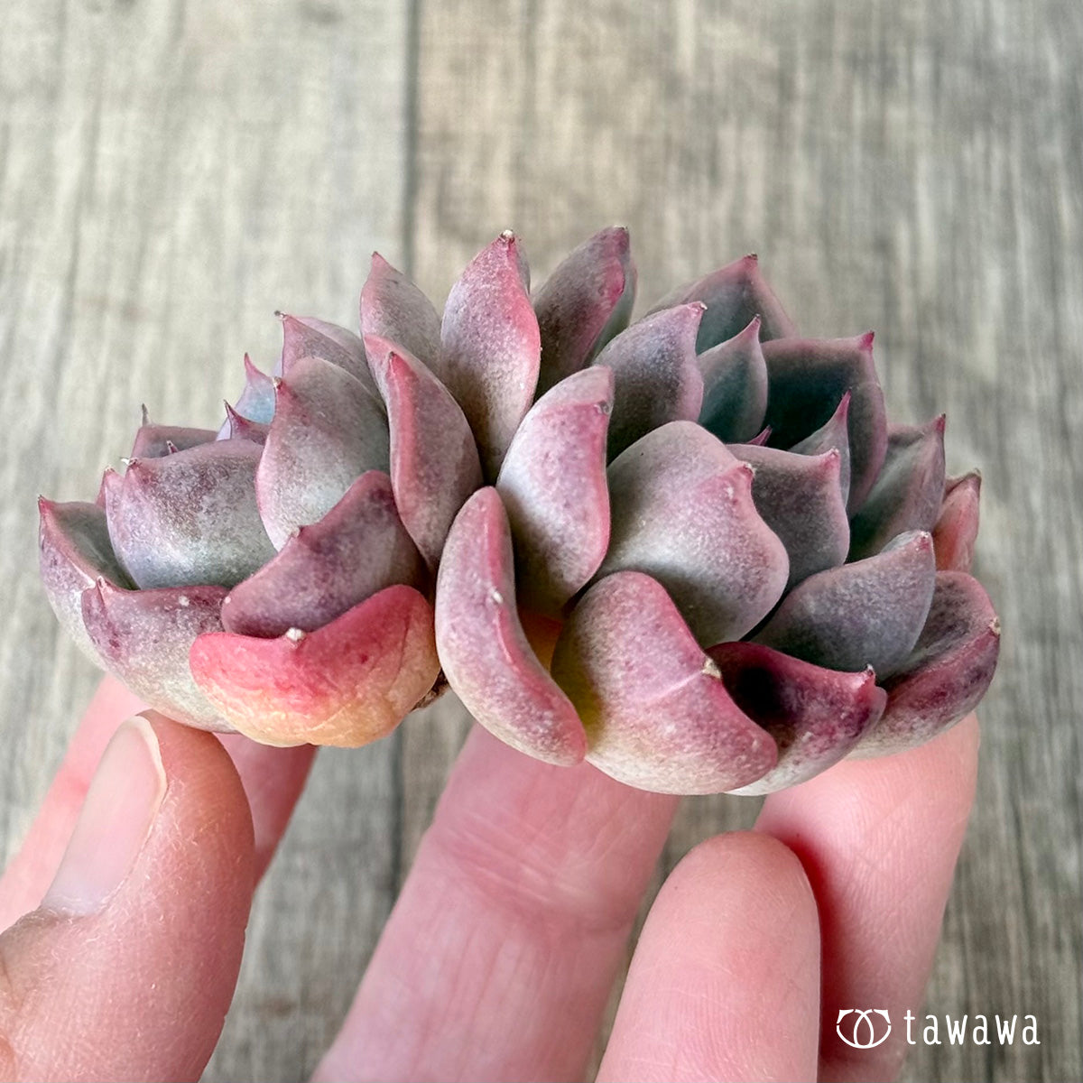 ＊新入荷＊　ピンクシフォン