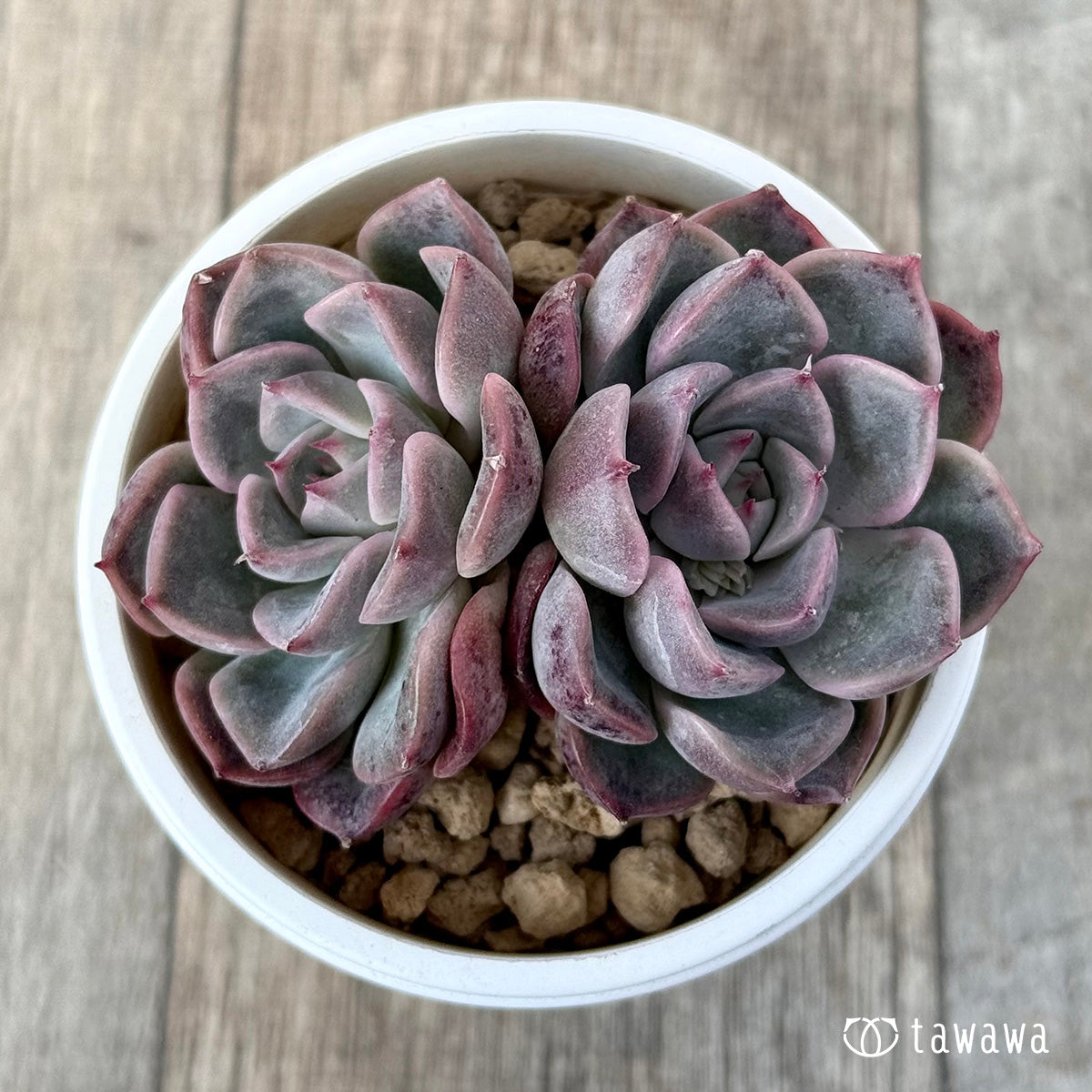 ＊新入荷＊　ピンクシフォン