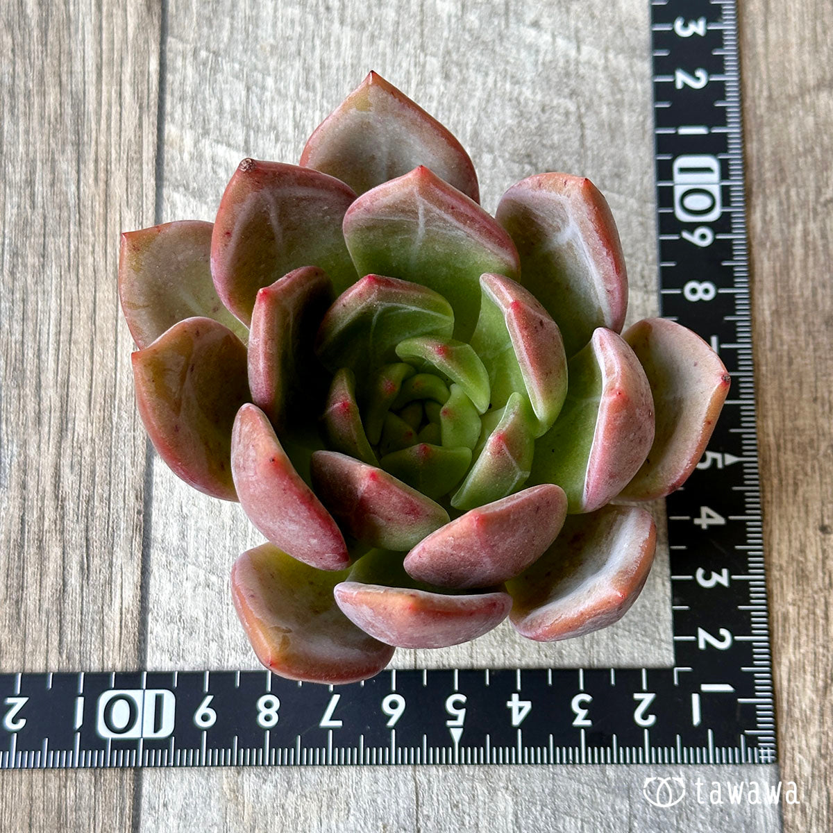 Romeo (Red Ebony)
