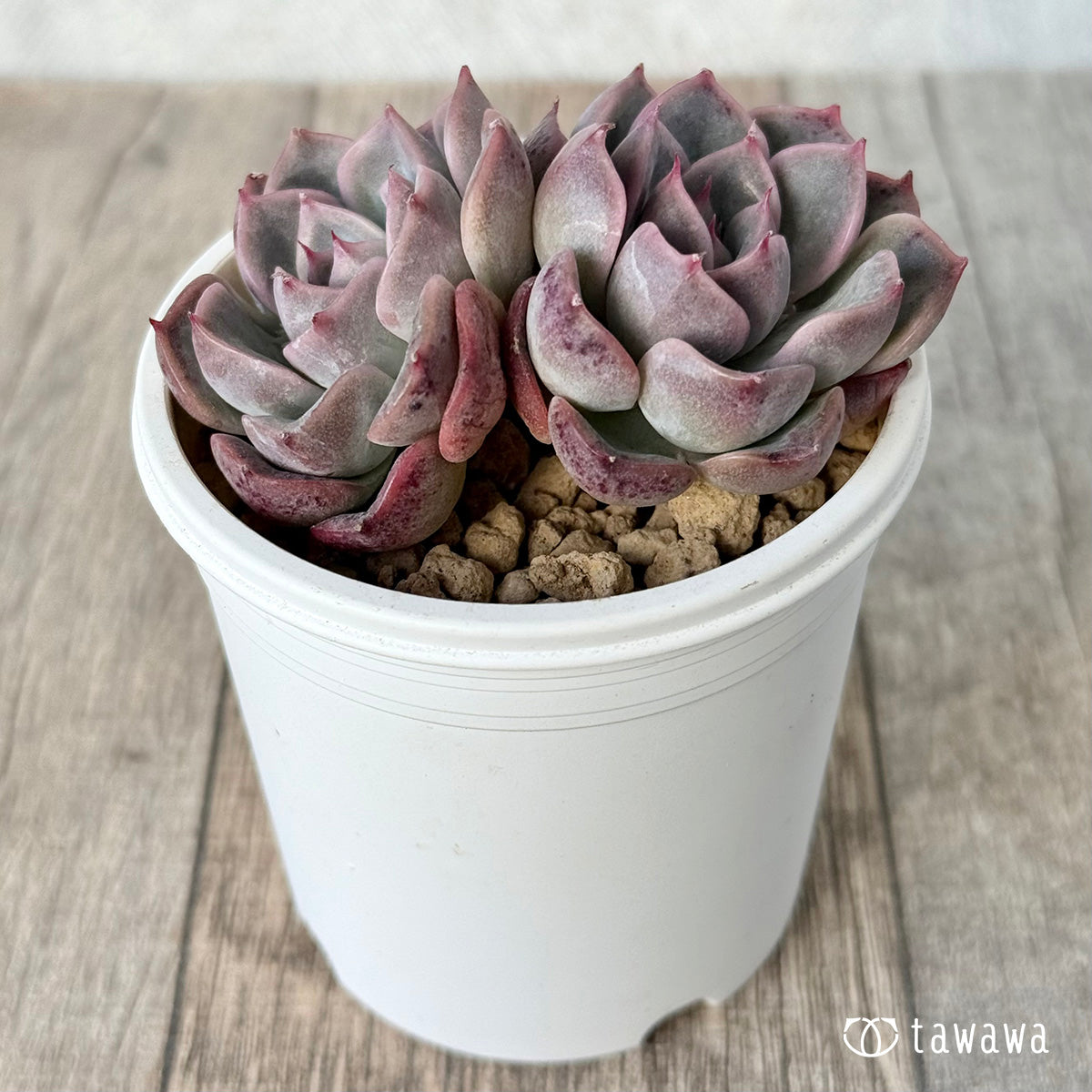 ピンクシフォン – 多肉植物の通販・販売サイト tawawa