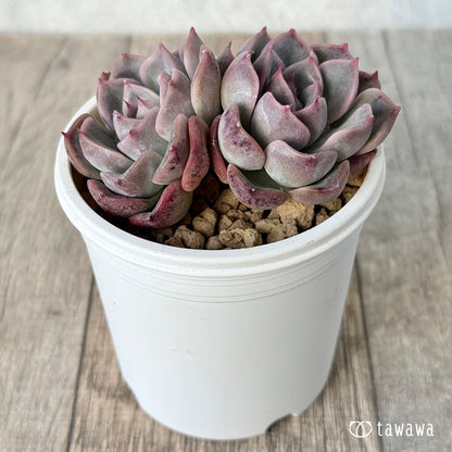 ＊新入荷＊　ピンクシフォン