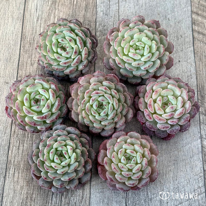 ＊新入荷＊　ホワイトパーム