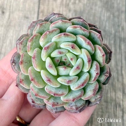 ＊新入荷＊　ホワイトパーム