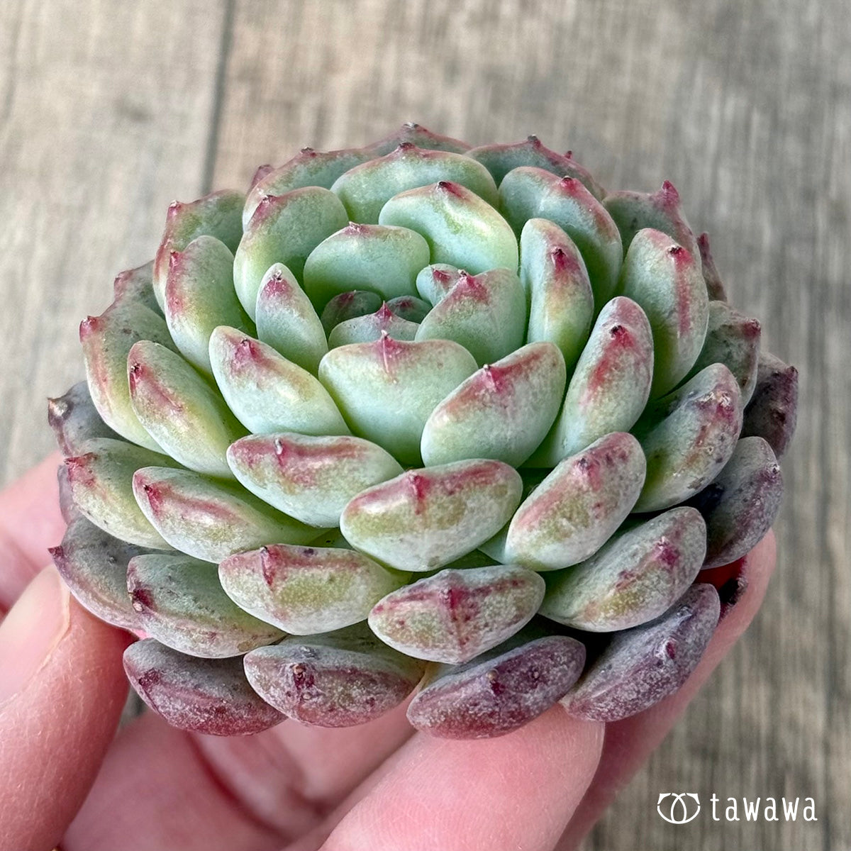 ＊新入荷＊　ホワイトパーム