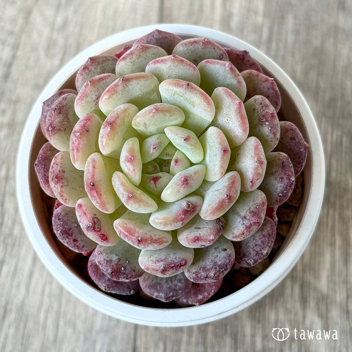 ＊新入荷＊　ホワイトパーム