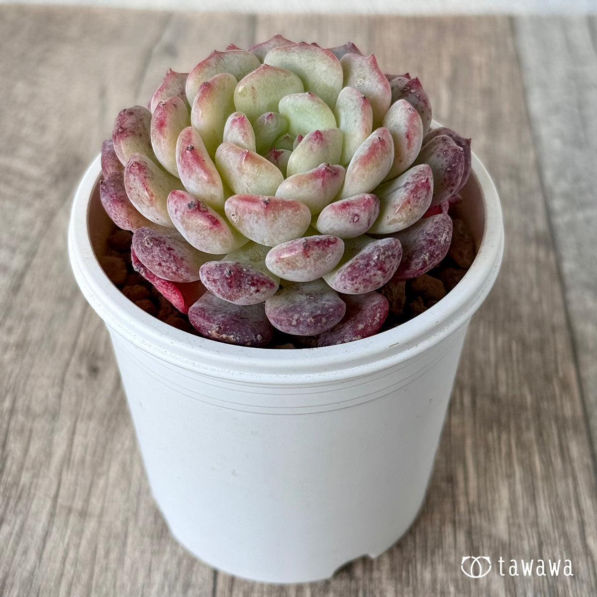 ＊新入荷＊　ホワイトパーム