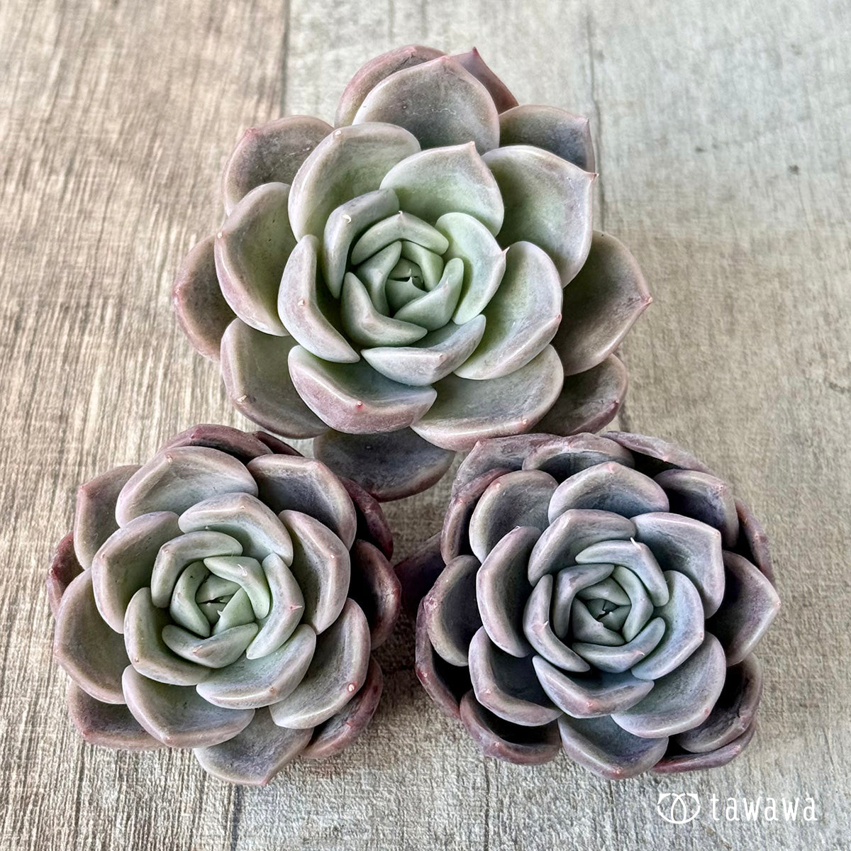 ＊新入荷＊　ピンクミスト