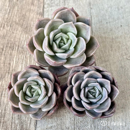 ＊新入荷＊　ピンクミスト