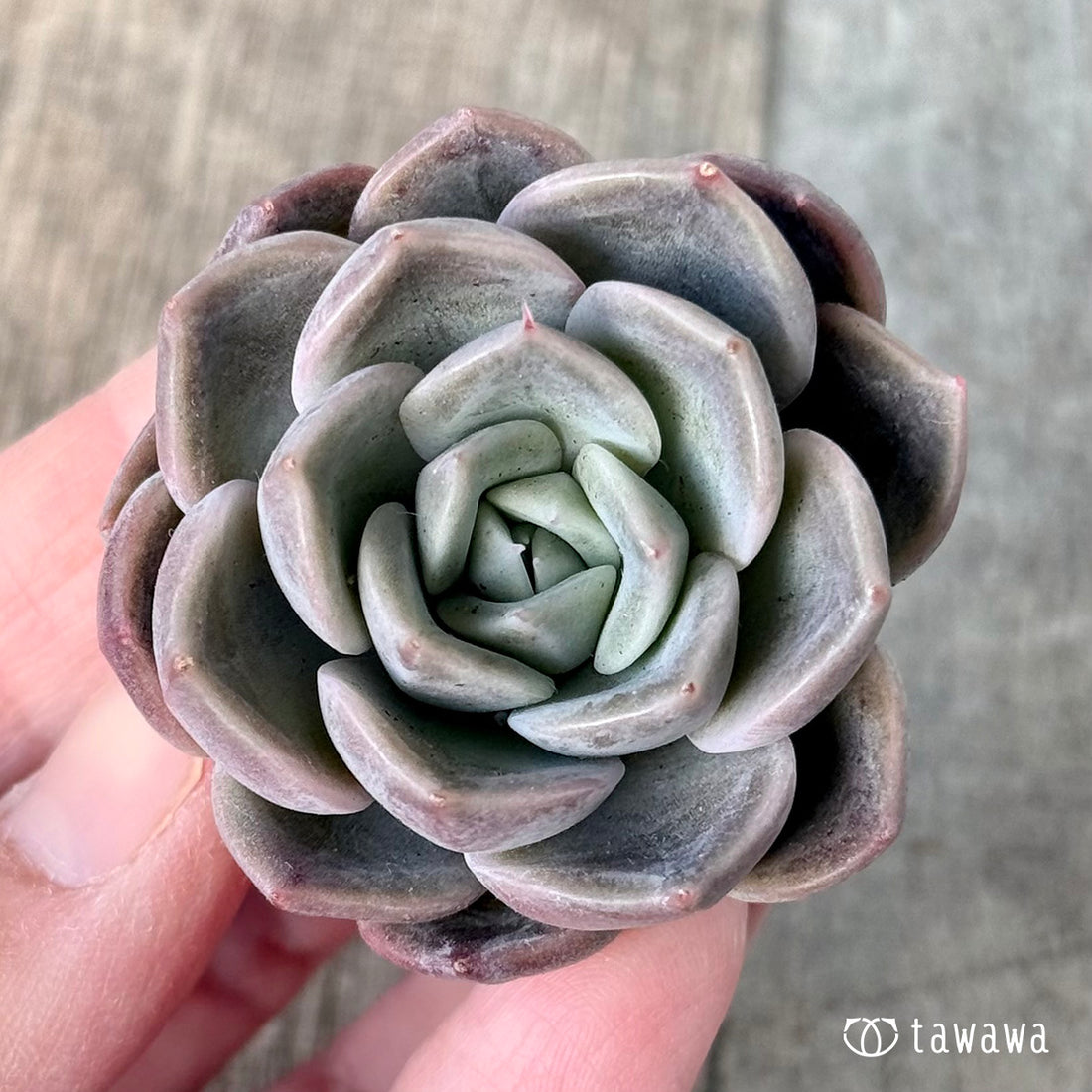 ＊新入荷＊　ピンクミスト