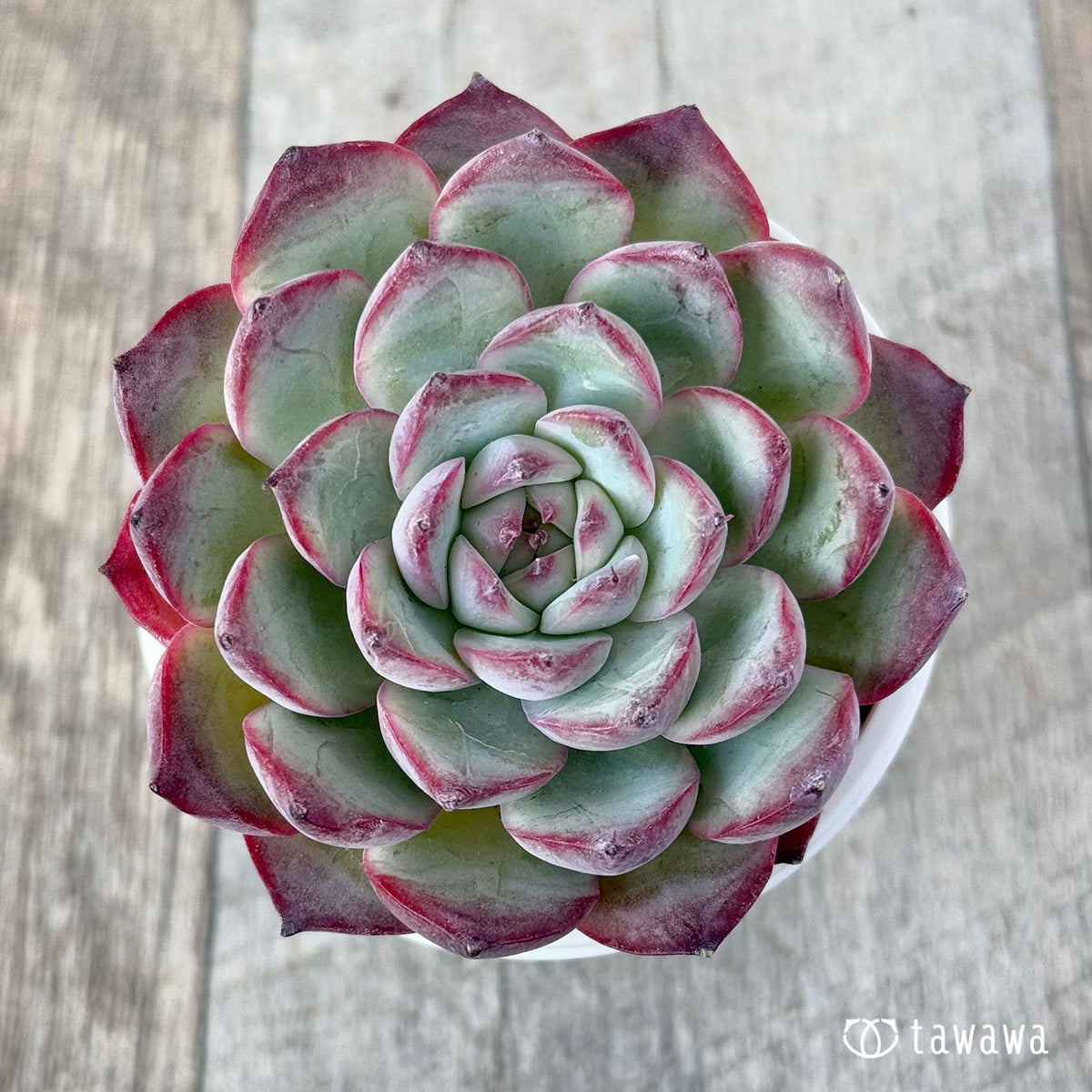 Koroki