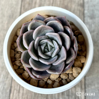 ＊新入荷＊　ピンクミスト