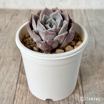 ＊新入荷＊　ピンクミスト