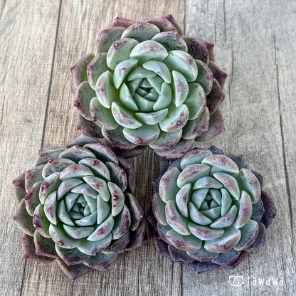 ＊新入荷＊　シグナス