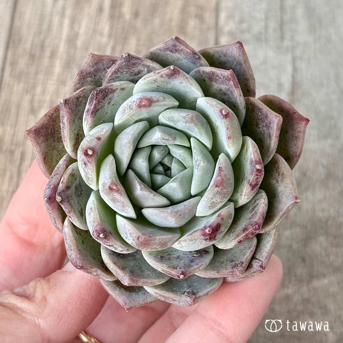 New Arrival* Cubic Frost