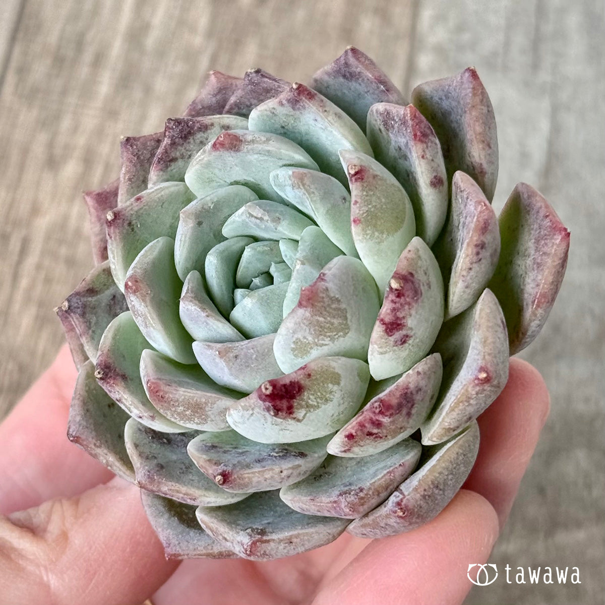 New Arrival* Cubic Frost