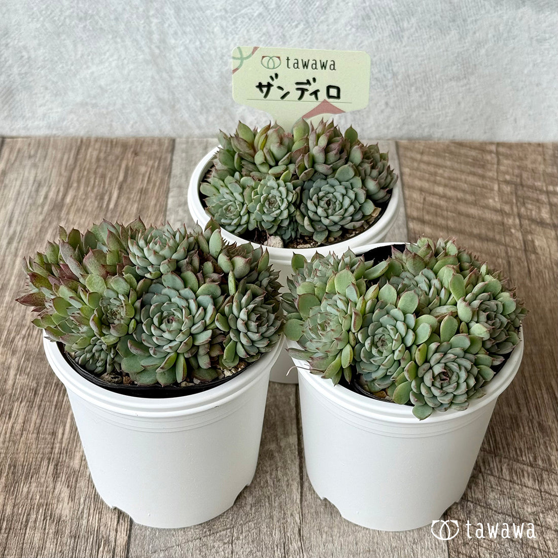 ＊新発売＊　ザンディロ（エアーマジック農園）【tawawaハウス苗】