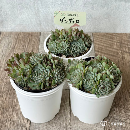 ＊新発売＊　ザンディロ（エアーマジック農園）【tawawaハウス苗】
